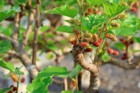 Mulberry Stock Photos