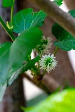 Mulberry 写真素材