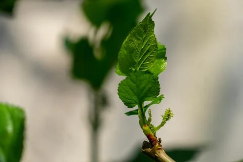Mulberry 스톡 사진