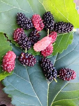 Mulberry Stock Photos