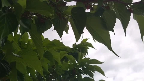Mulberry in the process of ripening against the sky Video stock 314885960