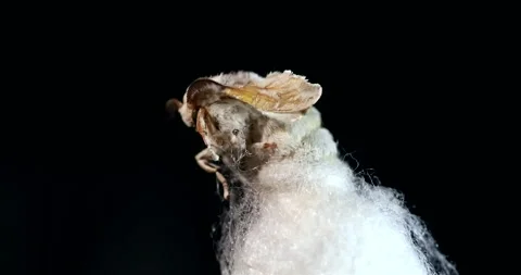 Mulberry silk moth - Bombyx emerging from its cocoon Stock Footage 294291982