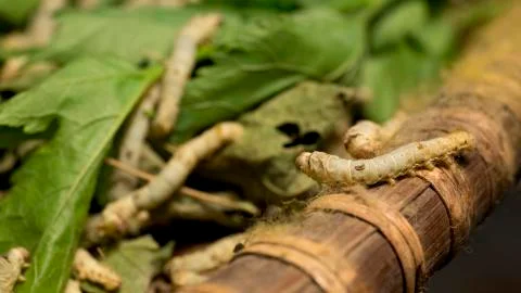 Mulberry silk worm Stock-Fotos