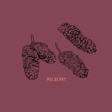 Mulberry sketch vector illustration. Stock Illustration