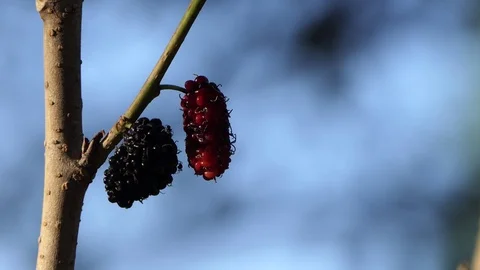 Mulberry on tree branch. Stock-Footage 101693066