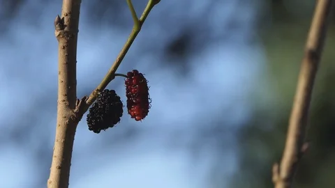 Mulberry on tree branch. Stock Footage 101699418