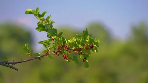 Mulberry tree branch with ripening red mulberries swaying in the wind. Stock Footage 345137125