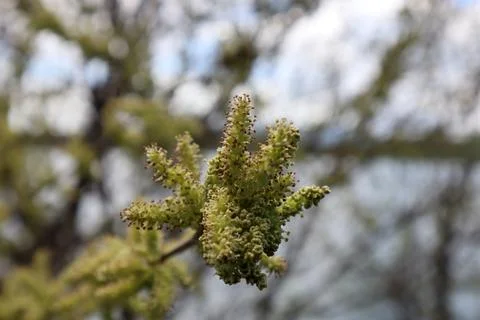 Mulberry tree flowers in the spring Stock Photos