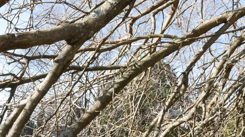 Mulberry tree Stock Footage 122201518