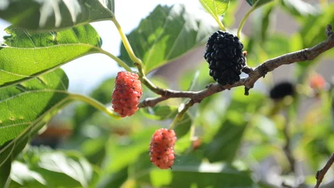 Mulberry on a tree Stock Footage 158356562