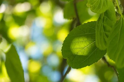 Mulberry tree leaf with sunlight shining through it Stock Photos