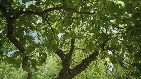 Mulberry Tree In A London Park Stock Footage