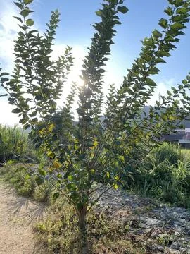 Mulberry Tree Morus Alba With Backlight Growing In Garden Stock Photos