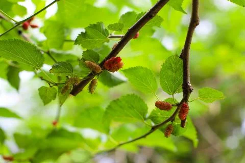 Mulberry tree nature background Stock Photos