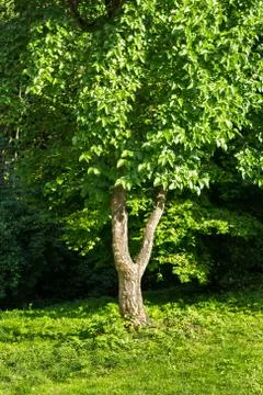 Mulberry tree Foto stock