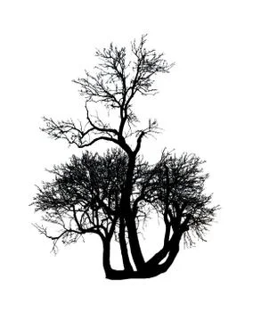 Mulberry tree Stock Photos