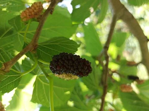 Mulberry in tree 스톡 사진