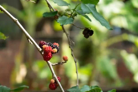 Mulberry on the tree Stock Photos