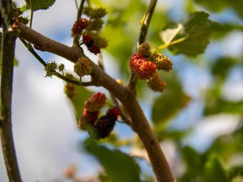 Mulberry Tree Stock Photos
