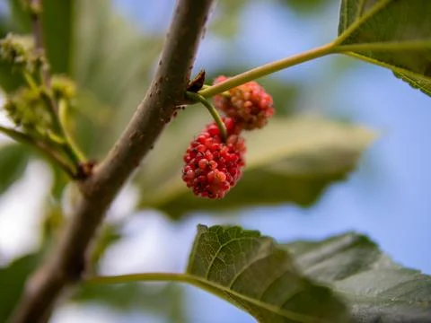 Mulberry Tree Stock Photos