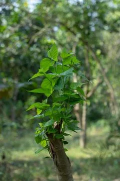Mulberry tree sapling sprouts fresh green leaves from cut trunk. Stock Photos