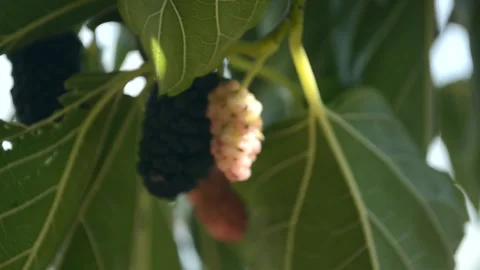 Mulberry on a tree on a sunny day, close-up Stock Footage 160247261