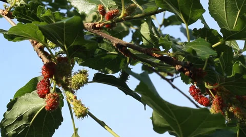 Mulberry tree swaying gently down by force Winds Stock Footage 37524245
