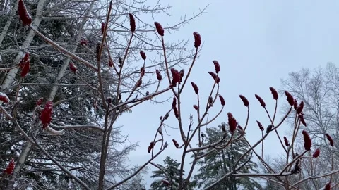 Mulberry Tree in Winter Stock Footage 286394378