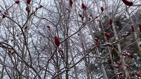 Mulberry Tree in Winter with Pan Stock Footage 286394400