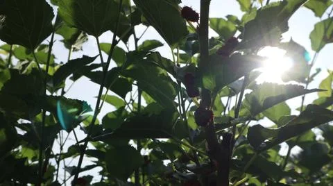 Mulberry trees Stock Photos