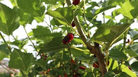 Mulberry trees Stock Photos