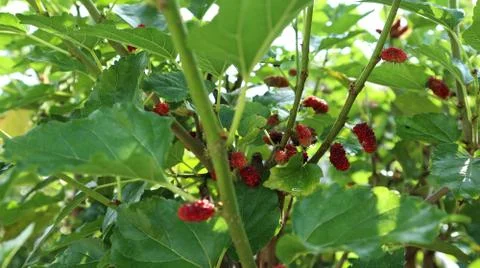Mulberry trees Stock Photos