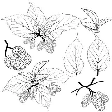 Mulberry vector Stock Illustration