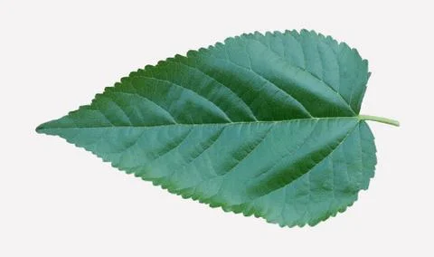 Mulberry on white background Foto stock