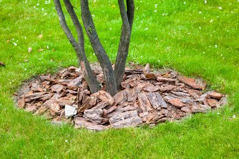 Mulch from the bark of pine tree around the growing bush trunk. Stock Photos