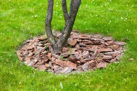 Mulch from the bark of tree around the growing tree trunk bushes. Stock Photos