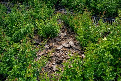 Mulch from the brown bark of pine tree around the deciduous bushes. Stock Photos