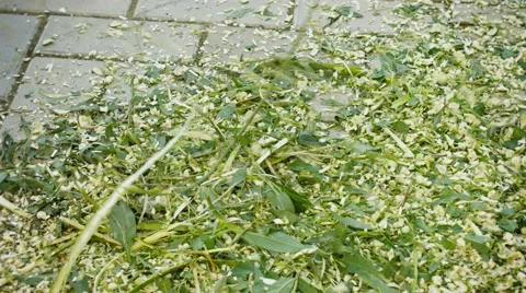 Mulch made using a garden shredder close up Stock Footage 41325713