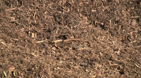 Mulch Pile Stockbeeldmateriaal 998470