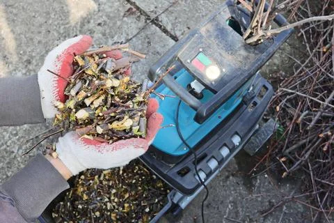 Mulch is a product of processing branches after pruning garden trees, close-up Stock Photos