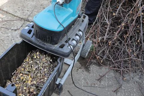 Mulch is a product of processing branches after pruning garden trees, close-up Foto stock