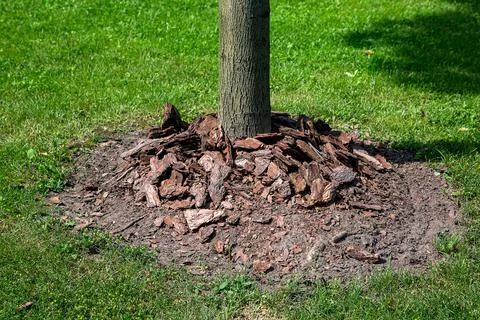 Mulch with tree bark piled around a tree trunk in a garden. Stock Photos