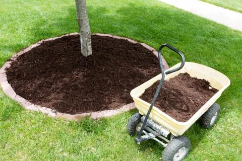 Mulch work around the trees Stock Photos