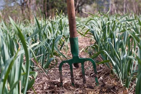 Mulched rows of garlic and fork Stock Photos
