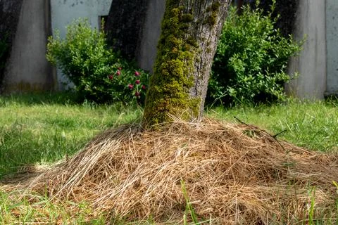 Mulching around tree trunks to protect from cold and heat, save water and n.. 스톡 사진