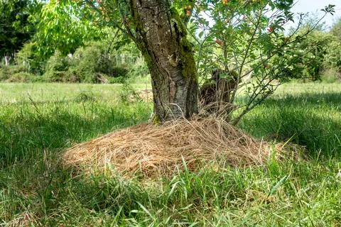 Mulching around tree trunks to protect from cold and heat, save water and n.. 库存照片