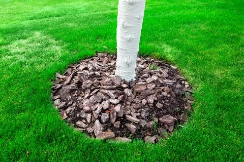 Mulching a bark of a tree trunk, lime whitewashed tree trunks. Stock Photos