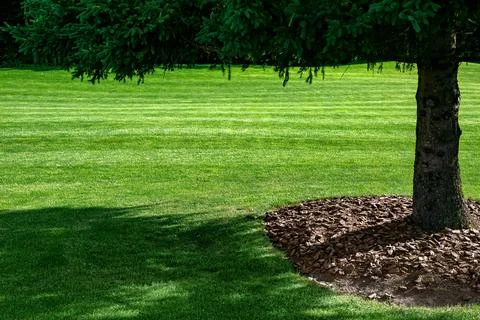 Mulching with bark under a pine tree on a green grass. Stock Photos