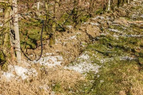 Mulching by chicken feathers Stock Photos