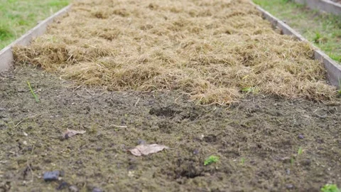 Mulching an empty garden bed with dry grass Stock Footage 155235070